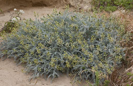 صورة Astragalus traskiae Eastw.