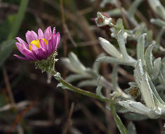 Image of common sandaster