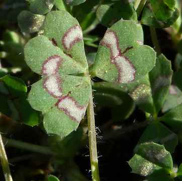 Image of notchleaf clover