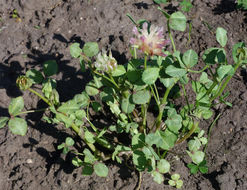 Image de Trifolium fucatum Lindl.