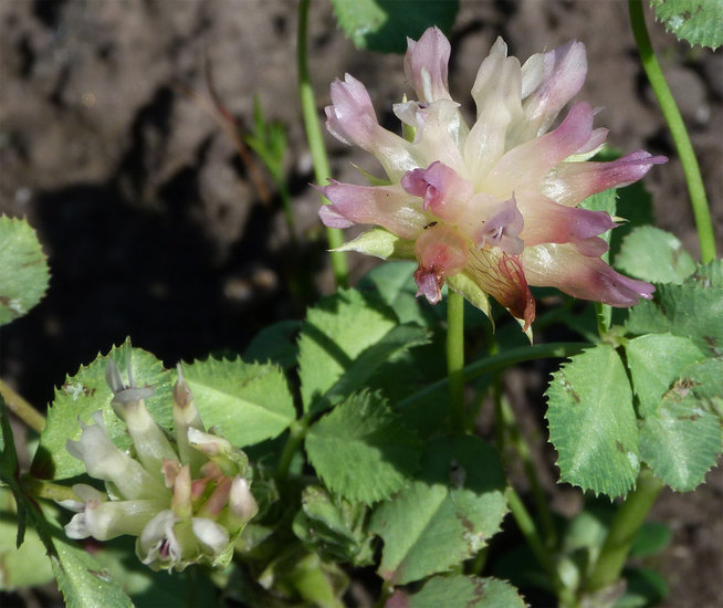 Image de Trifolium fucatum Lindl.