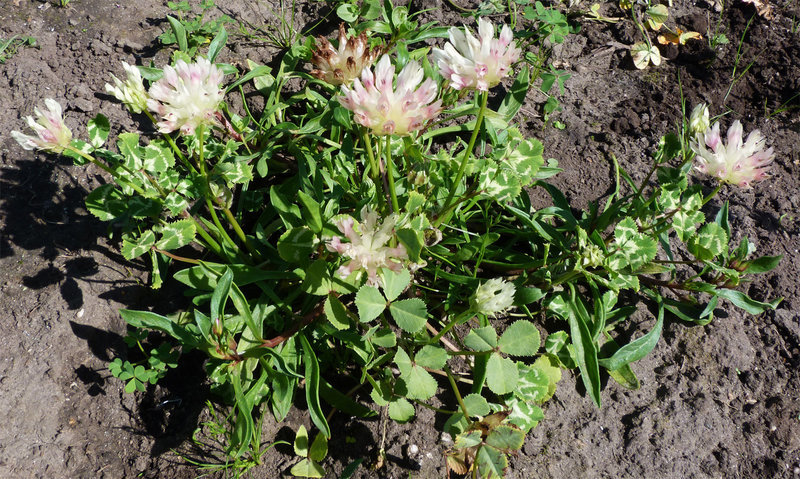 Image de Trifolium fucatum Lindl.