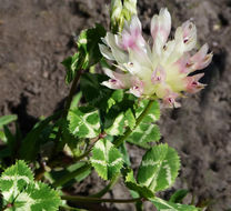 Image de Trifolium fucatum Lindl.