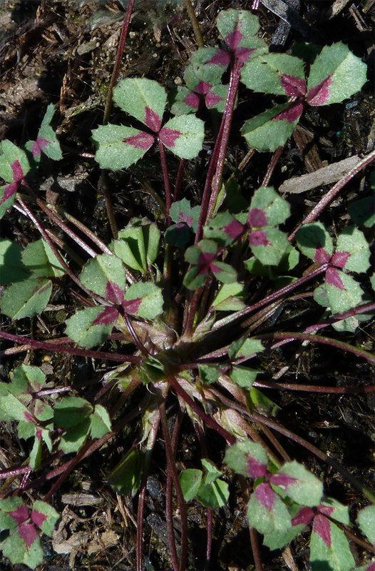 Image of Slender Clover