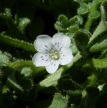 Imagem de Nemophila pedunculata Dougl. ex Benth.