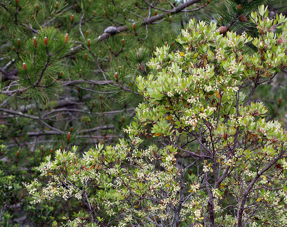 Image of summer holly