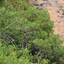 Image of Channel Island Scrub Oak