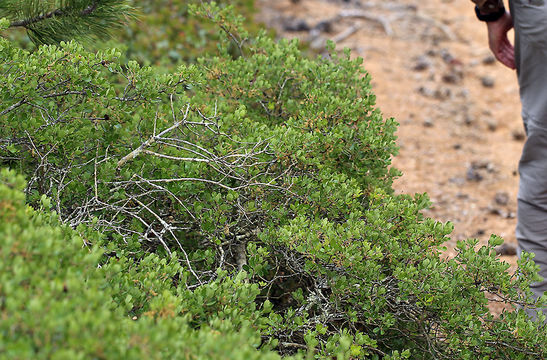 Image of Channel Island Scrub Oak