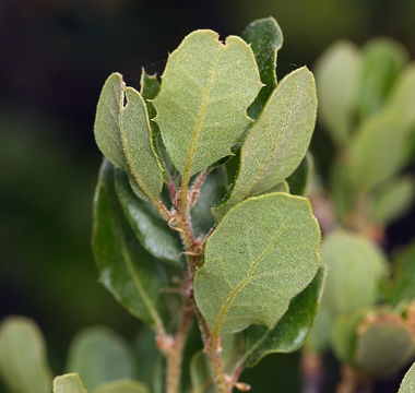 Image of Channel Island Scrub Oak