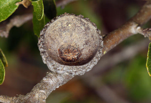 Image of Channel Island Scrub Oak
