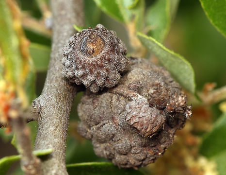 Image of Channel Island Scrub Oak