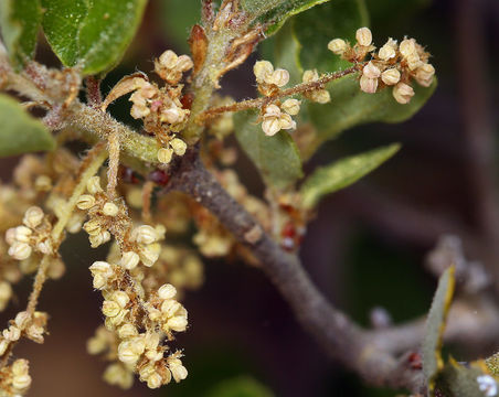 Image of Channel Island Scrub Oak