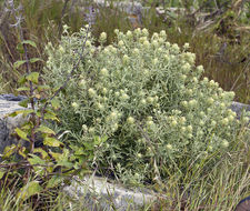 Image of San Clemente Island Indian paintbrush