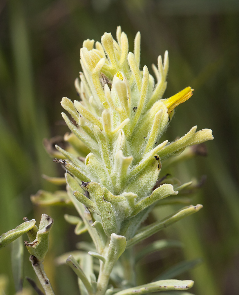 Image of San Clemente Island Indian paintbrush