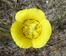 Image of yellow mariposa lily