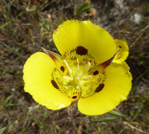 Image of yellow mariposa lily