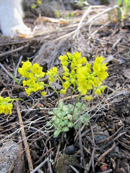 Sivun Draba pedicellata (Rollins & R. A. Price) Windham kuva