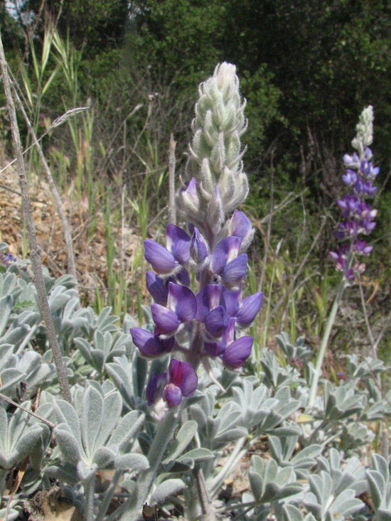 Image of San Luis lupine