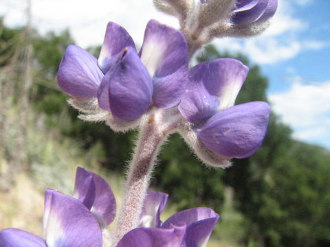 Imagem de Lupinus ludovicianus Greene