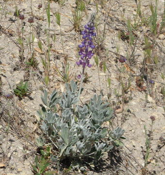 Imagem de Lupinus ludovicianus Greene