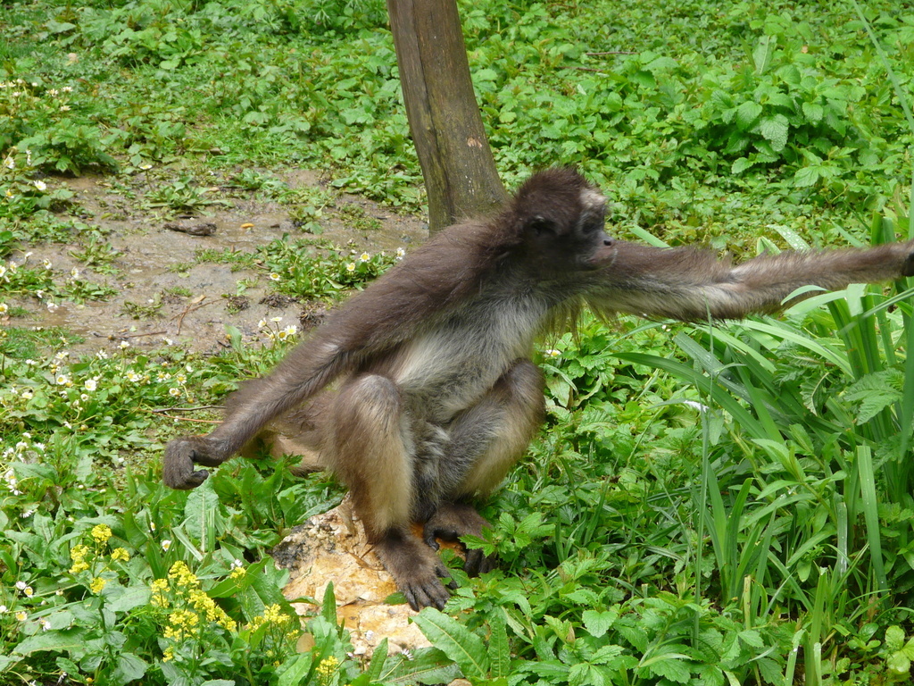Image of Brown Spider Monkey