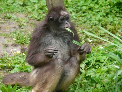 Image of Brown Spider Monkey