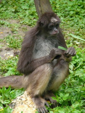 Image of Brown Spider Monkey