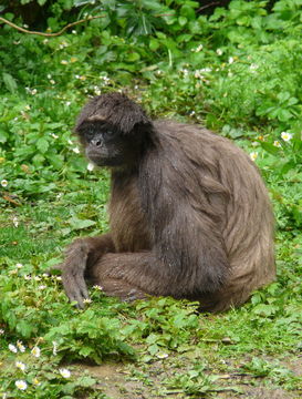 Image of Brown Spider Monkey