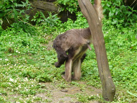 Image of Brown Spider Monkey