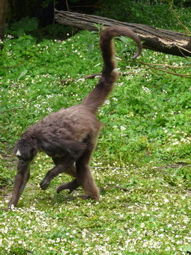 Image of Brown Spider Monkey