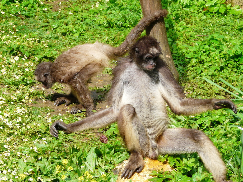 Image of Brown Spider Monkey