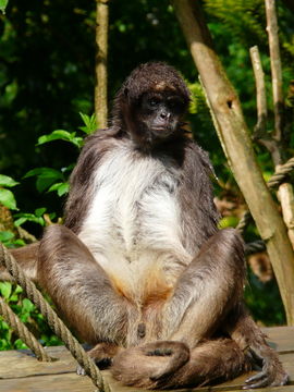 Image of Brown Spider Monkey