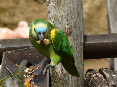 Image of Blue-fronted Amazon