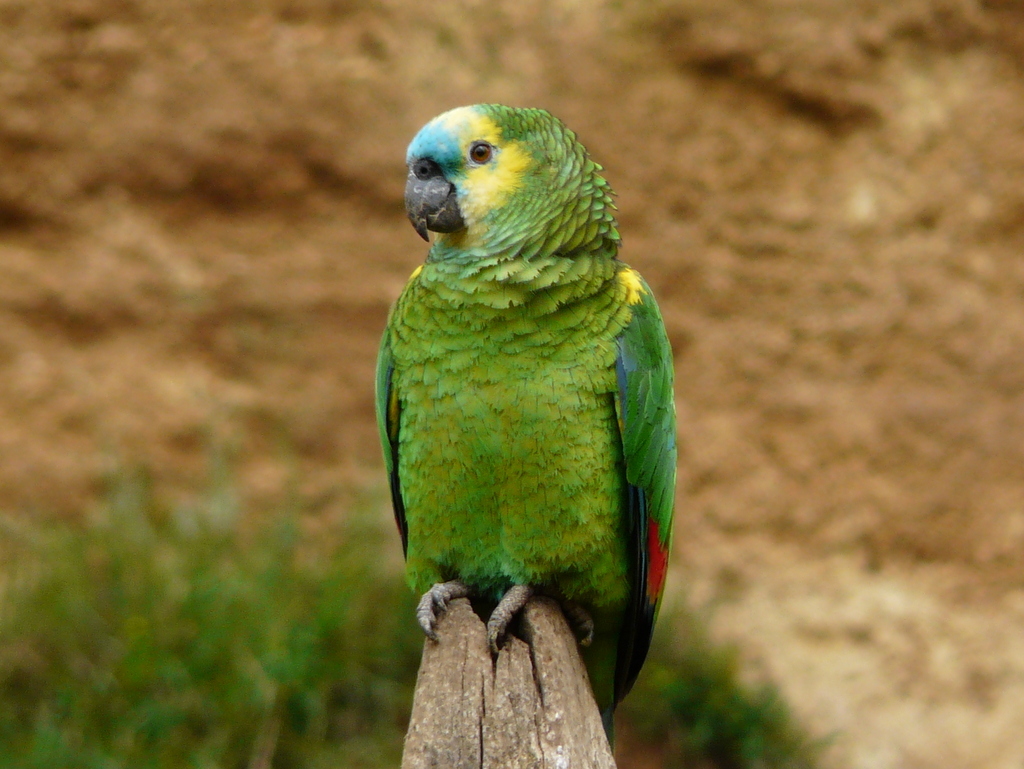 Image of Blue-fronted Amazon