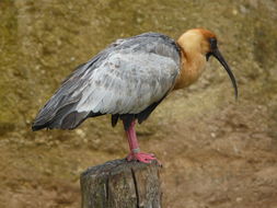 Image of Black-faced Ibis