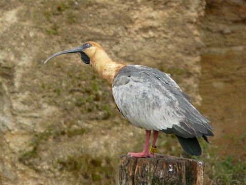 Image of Black-faced Ibis