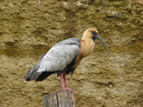 Image of Black-faced Ibis