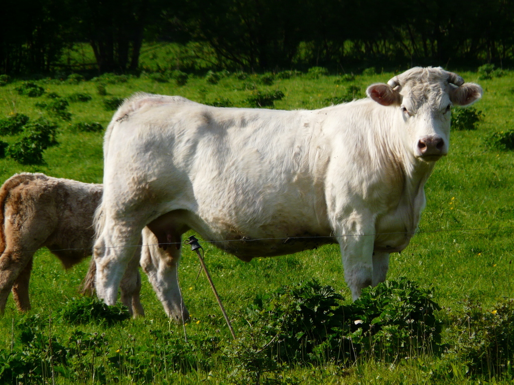 Image of Cow