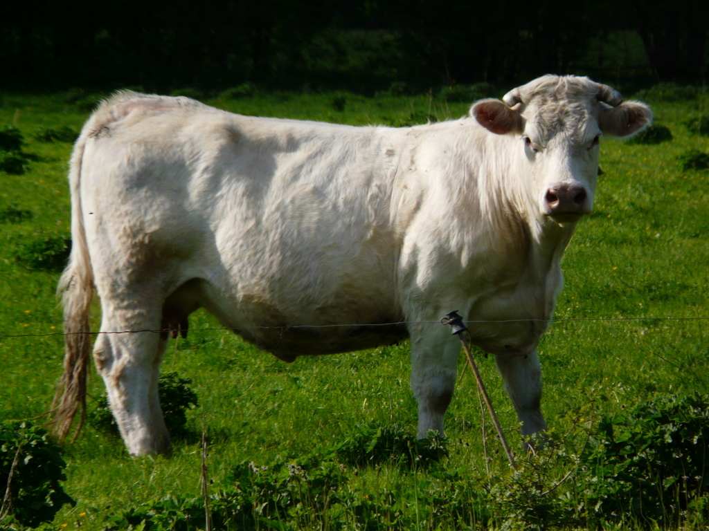 Image of Cow