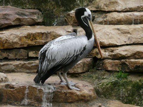 Image of Peruvian Pelican