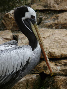 Image of Peruvian Pelican