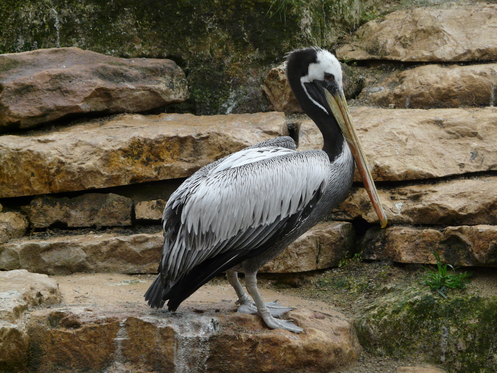 Image of Peruvian Pelican