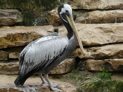 Image of Peruvian Pelican
