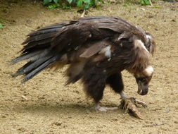 Image of Black Vulture