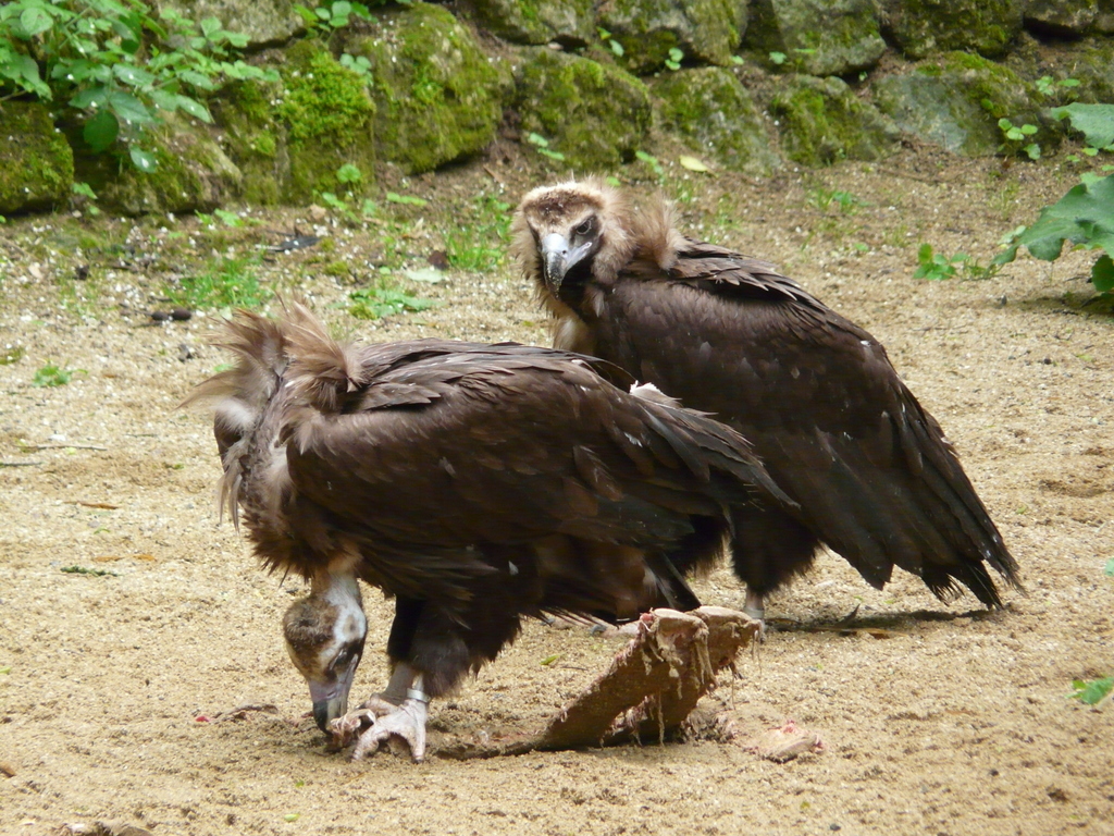 Image of Black Vulture