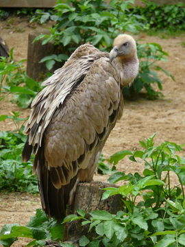 Image of Eurasian Griffon Vulture