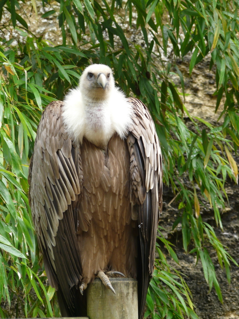 Image of Eurasian Griffon Vulture