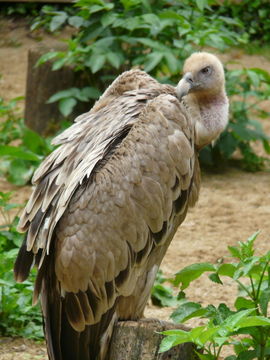 Image of Eurasian Griffon Vulture