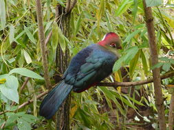 Image of Fischer's Turaco