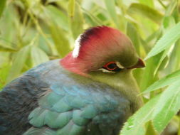 Image of Fischer's Turaco